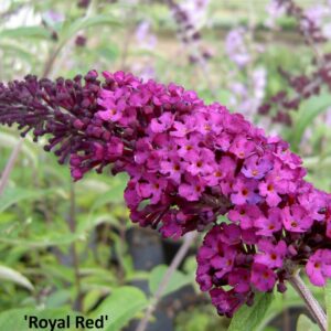 Nyáriorgona / Buddleja davidii fajták