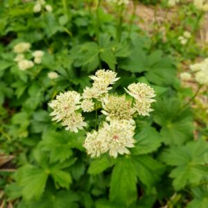 Völgycsillag / Astrantia