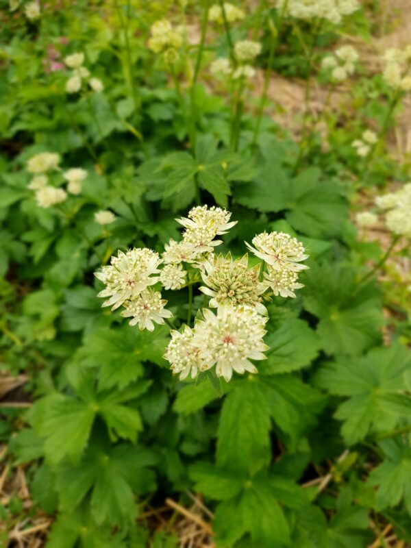 Völgycsillag / Astrantia