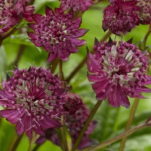 Völgycsillag / Astrantia