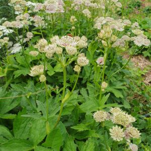 Völgycsillag / Astrantia