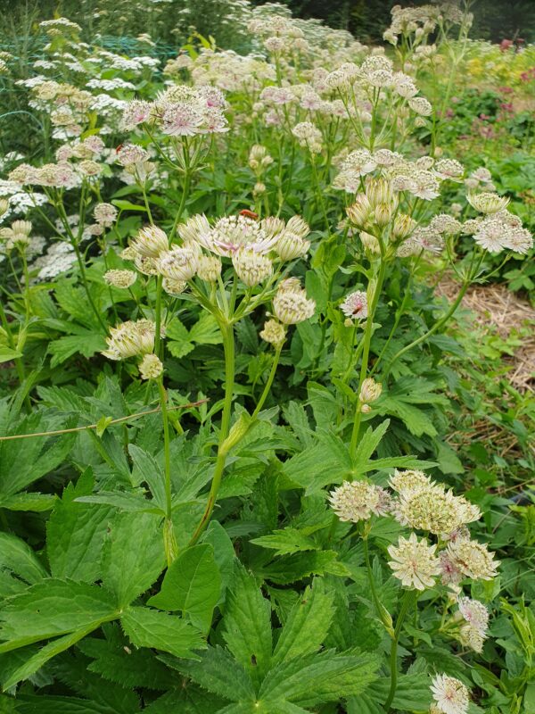 Völgycsillag / Astrantia