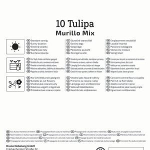 Kiepenkerl Tulipán / Murillo-Mix virághagyma