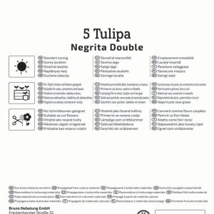 Kiepenkerl Tulipán / Negrita Double virághagyma