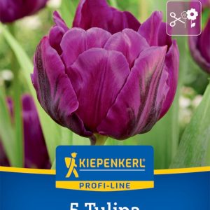 Kiepenkerl Tulipán / Negrita Double virághagyma
