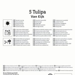 Kiepenkerl Tulipán / Van Eijk virághagyma