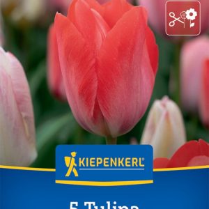 Kiepenkerl Tulipán / Van Eijk virághagyma