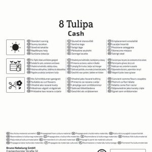 Kiepenkerl Tulipán / Cash virághagyma