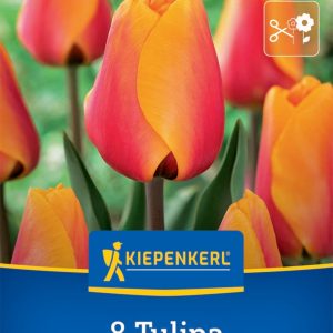 Kiepenkerl Tulipán / Cash virághagyma