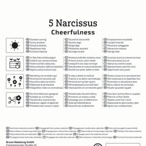 Kiepenkerl Nárcisz / Cheerfulness virághagyma