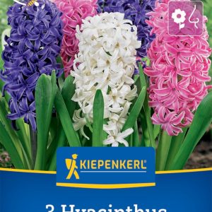 Kiepenkerl Jácint / Színkeverék virághagyma