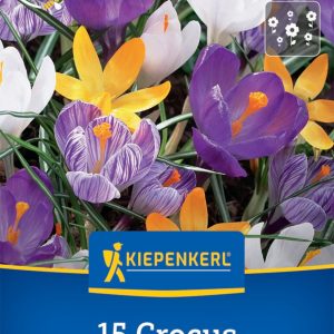 Kiepenkerl Sáfrány / Színkeverék virághagyma