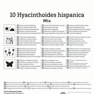 Kiepenkerl Kékcsengő / Színkeverék virághagyma