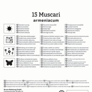 Kiepenkerl Gyöngyike virághagyma