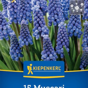 Kiepenkerl Gyöngyike virághagyma