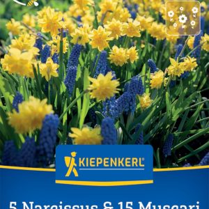 Kiepenkerl Nárcisz-gyöngyike virághagyma összeállítás