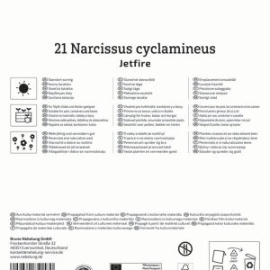 Kiepenkerl Nárcisz / Jetfire virághagyma