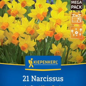 Kiepenkerl Nárcisz / Jetfire virághagyma