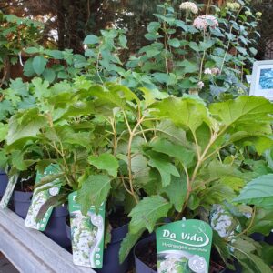 Tölgylevelű hortenzia / Hydrangea quercifolia