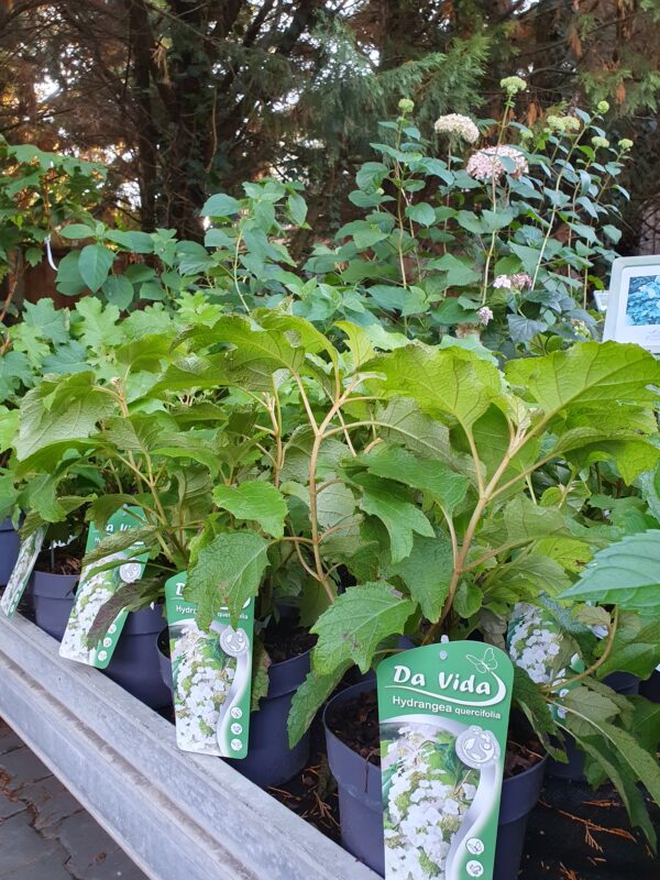 Tölgylevelű hortenzia / Hydrangea quercifolia