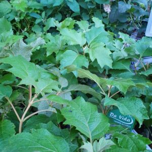 Tölgylevelű hortenzia / Hydrangea quercifolia