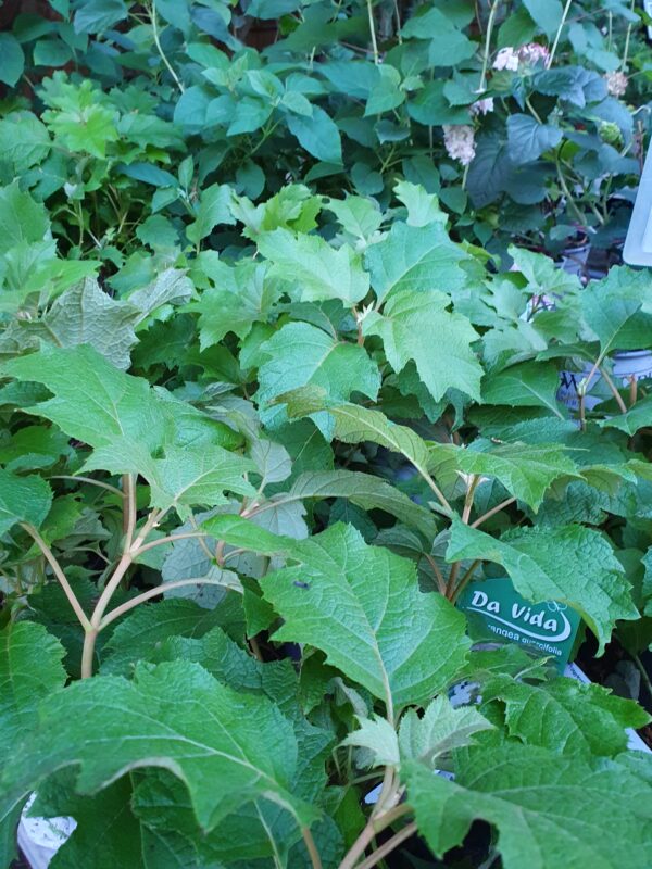 Tölgylevelű hortenzia / Hydrangea quercifolia