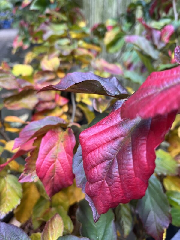 Perzsa varázsfa Bella fajta / Parrotia persica Bella