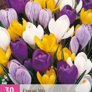 Sáfrány / Színkeverék