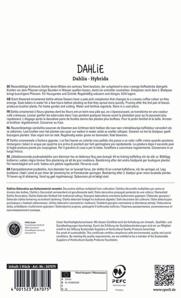 Dália / Café au Lait