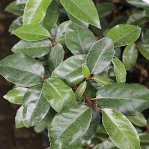 Ezüstfa / Elaeagnus x ebbingei