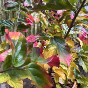 Perzsa varázsfa / Parrotia persica