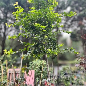 Perzsa varázsfa / Parrotia persica