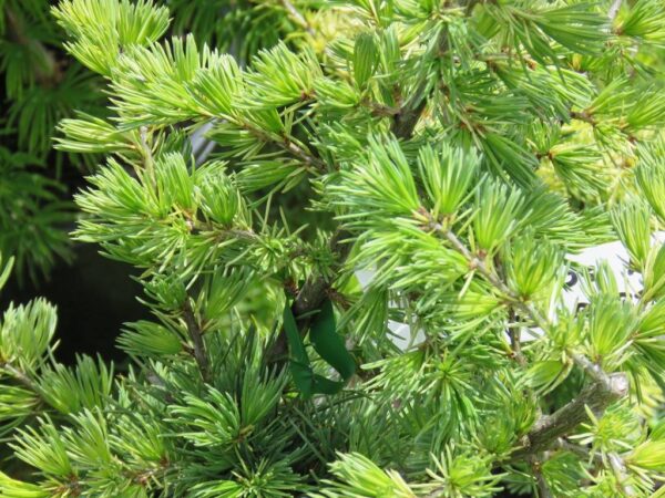 Atlaszcédrus / Cedrus atlantica 'Silberspitz'