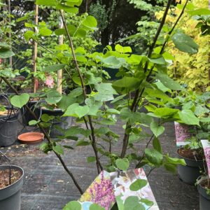 Cercis duo Avondale és Shirobana