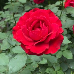 Rózsa / Rosa Don Juan