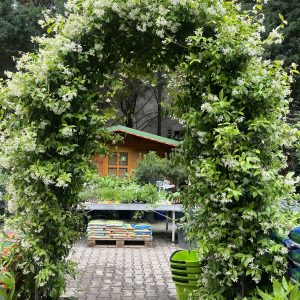 Trachelospermum jasminoides