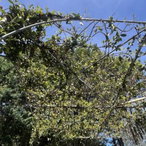 Csillagjázmin pavilon / Trachelospermum jasminoides