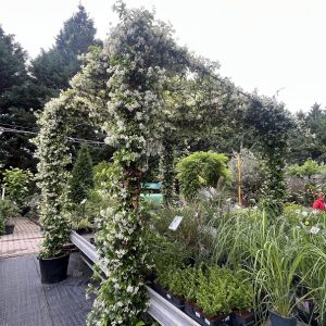 Csillagjázmin pavilon / Trachelospermum jasminoides