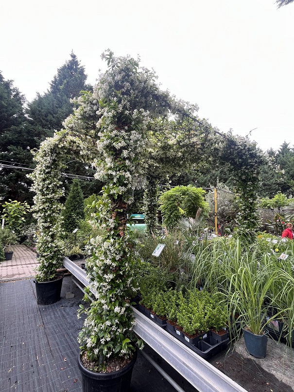 Trachelospermum_jasminoides_pavilon_2 Csillagjázmin pavilon / Trachelospermum jasminoides