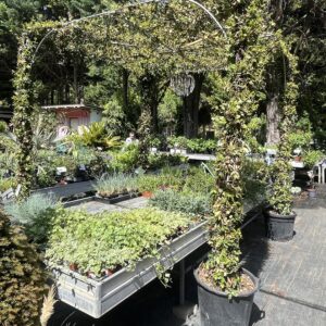 Csillagjázmin pavilon / Trachelospermum jasminoides