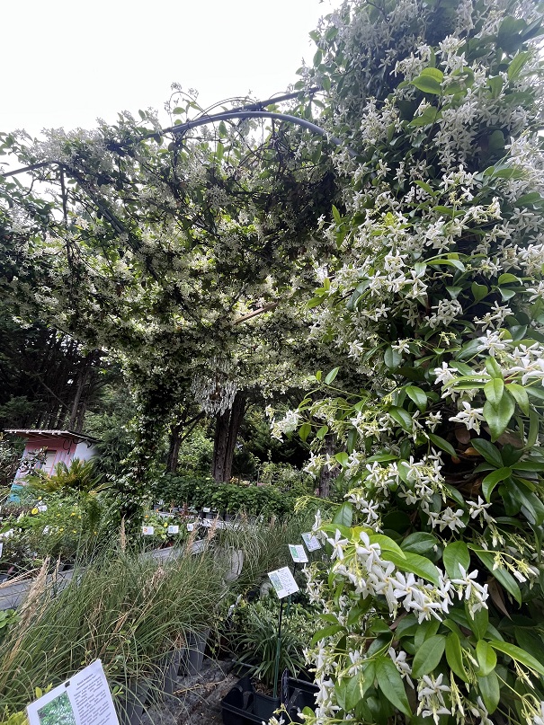 Trachelospermum_jasminoides_pavilon_7 Csillagjázmin pavilon / Trachelospermum jasminoides