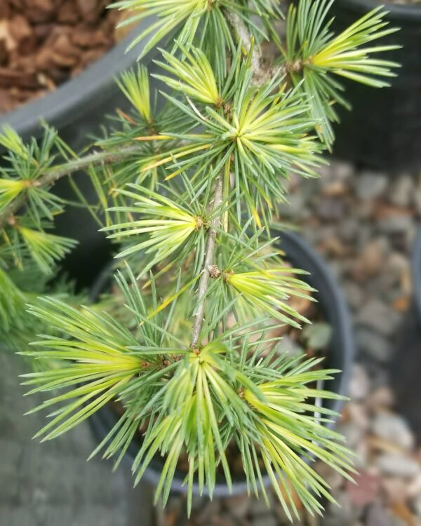 Atlaszcédrus / Cedrus atlantica 'Silberspitz'