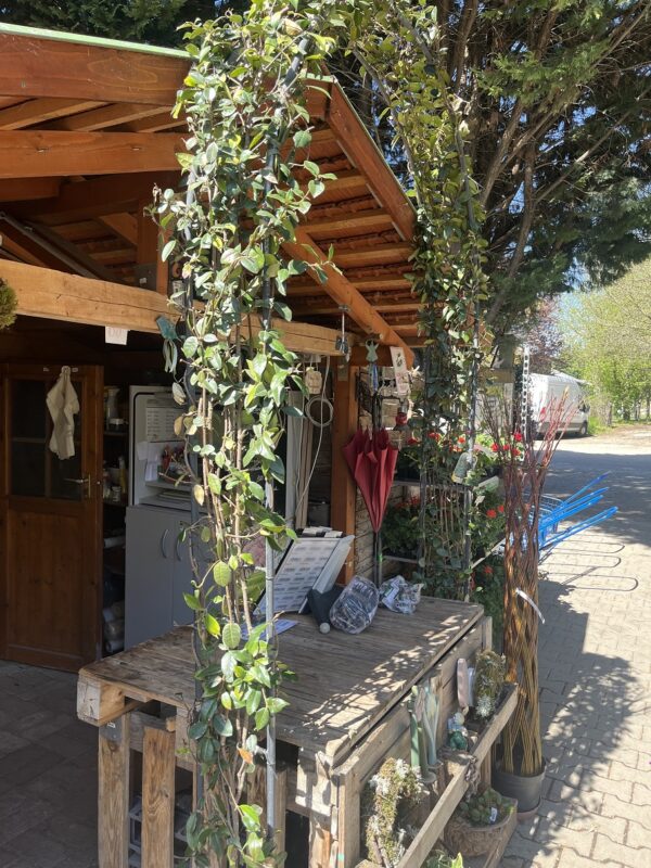 Csillagjázmin növénykapu / Trachelospermum jasminoides