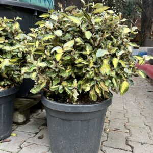 Széleslevelű ezüstfa / Elaeagnus x ebbingei 'Maryline'