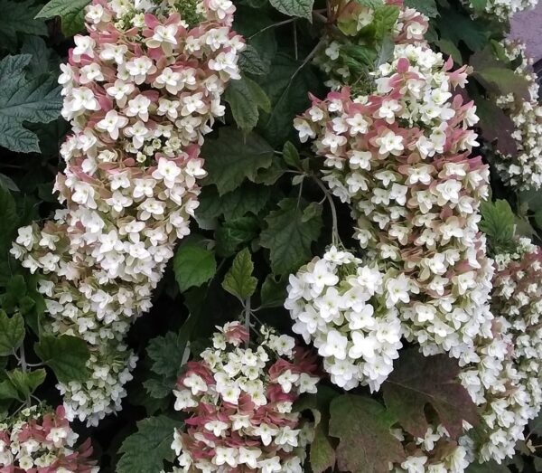 Tölgylevelű hortenzia / Hydrangea quercifolia 'Black Porch'