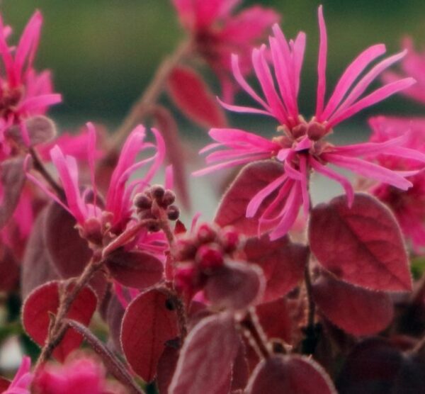 Kínai rojtosvirág gömb / Loropetalum chinense 'Fede'