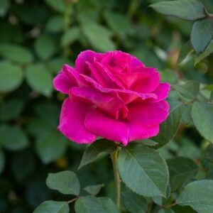 Rózsa / Rosa Magenta