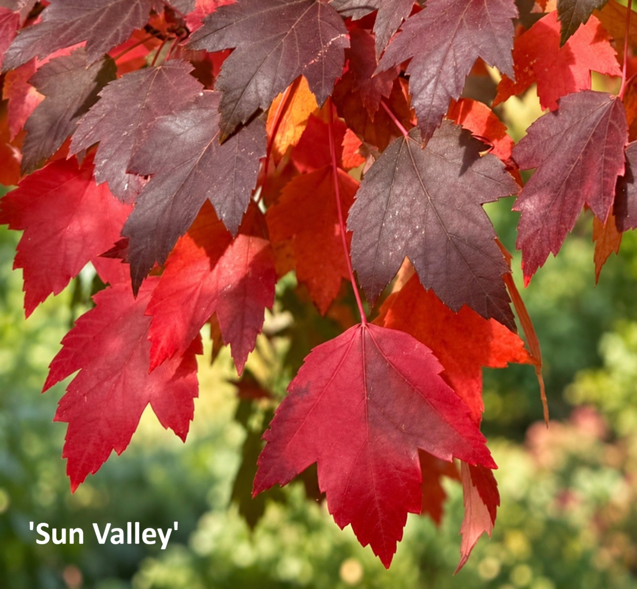 Acer_rubrum_Sun_Valley Vörös juhar / Acer rubrum