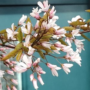 Fanyarka / Amelanchier arborea 'Robin Hill'