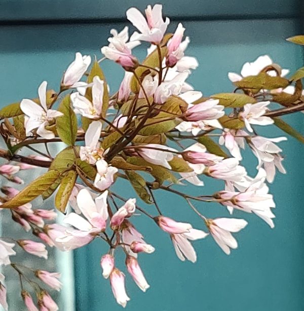 Fanyarka / Amelanchier arborea 'Robin Hill'